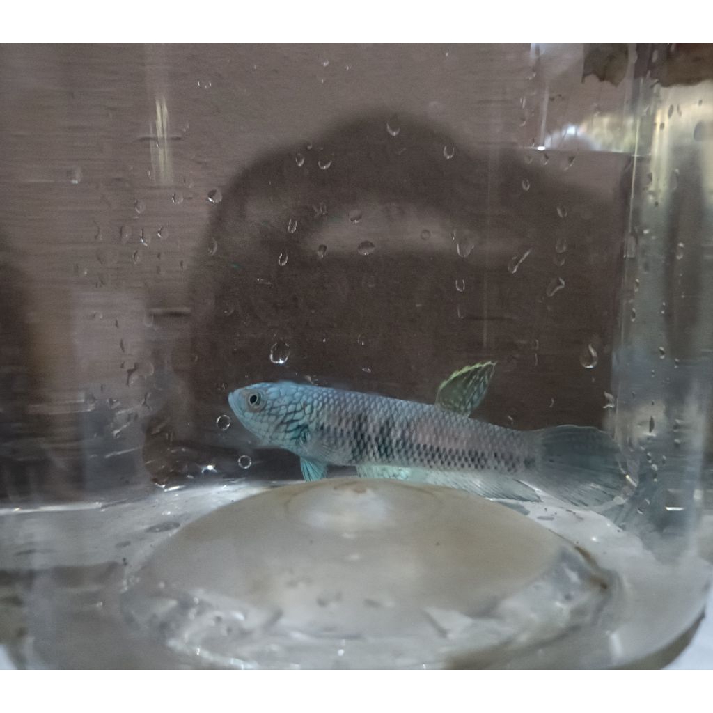 wild Betta antuta 8 cm real pict