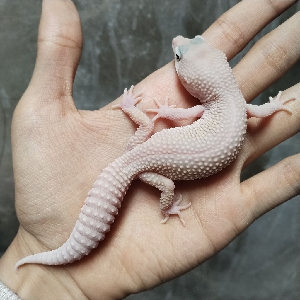 Gecko blizzard series polos