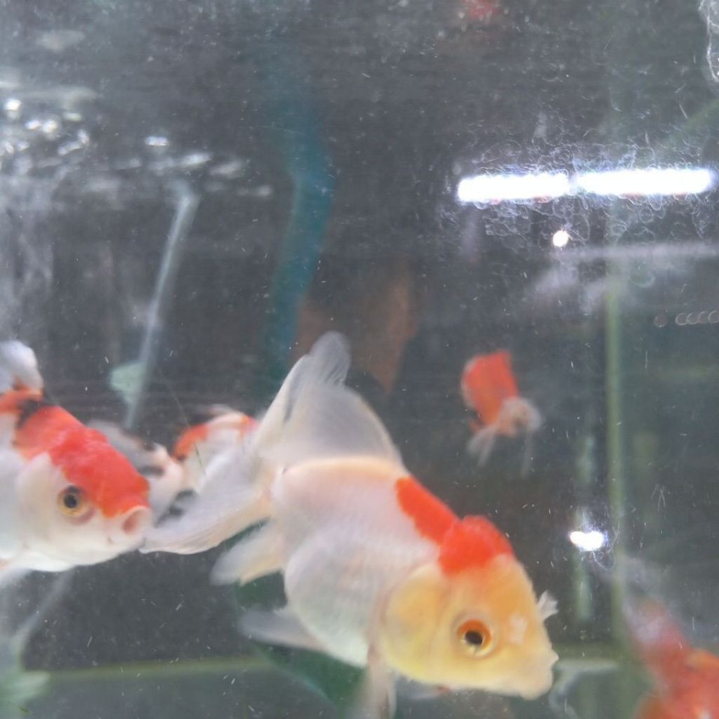 Goldfish / Ikan Koki