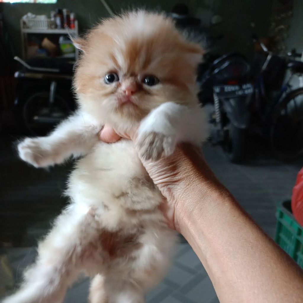 (KHUSUS GOJEK)Anak Kucing Kitten Persia Flatnose Medium