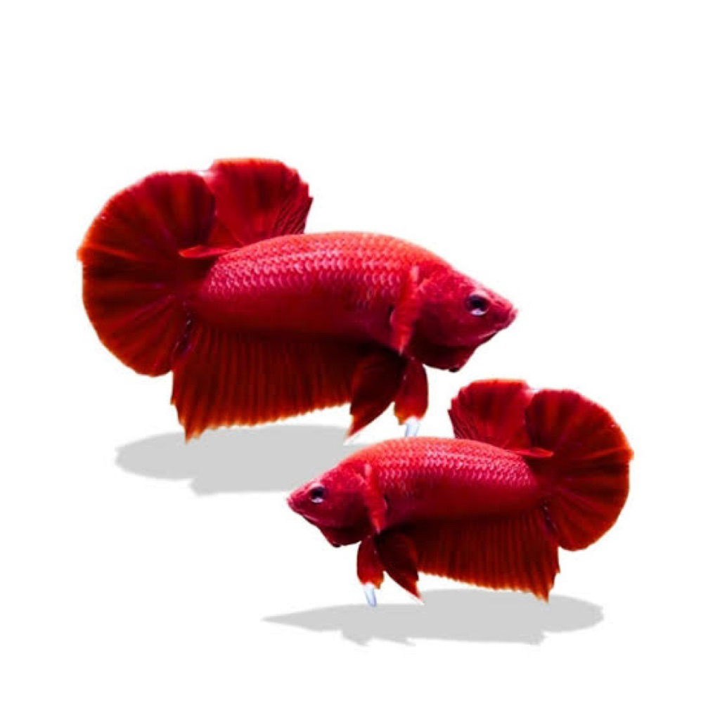 Ikan Cupang Plakat Super Red Jantan - Warna Merah Solid, Bentuk Ekor Indah, Ukuran Medium