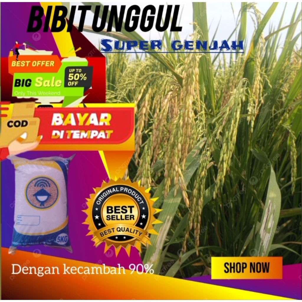 BENIH PADI UNGGUL SUPER GENJAH 70HST KEMASAN 5KG