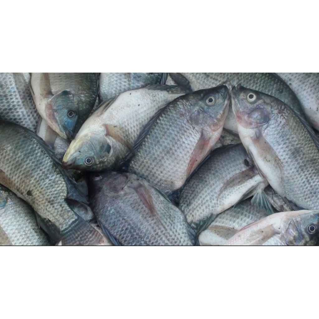 Ikan Nila frozen sudah dibersihkan Gak bau tanah