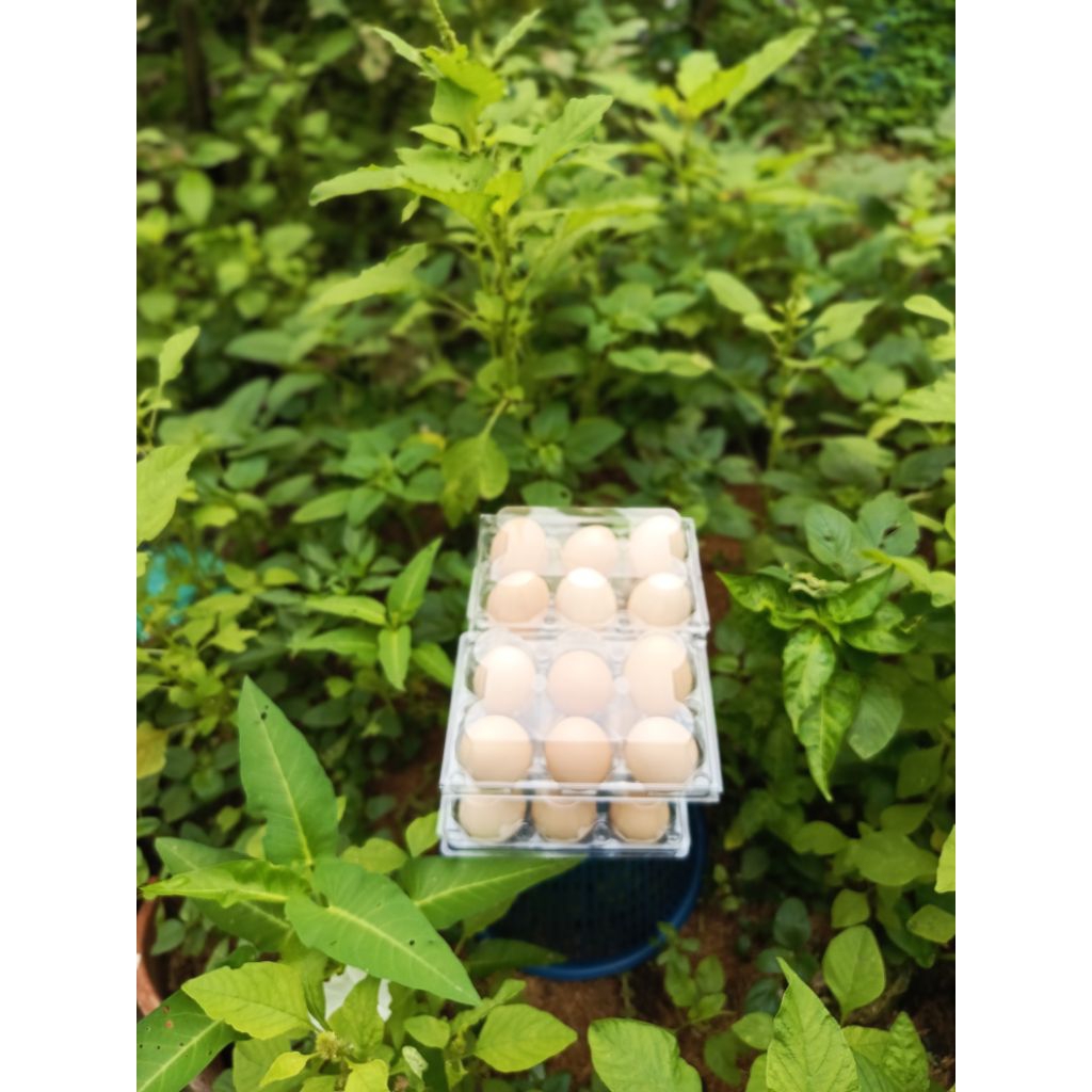 Telur fertil ayam elba