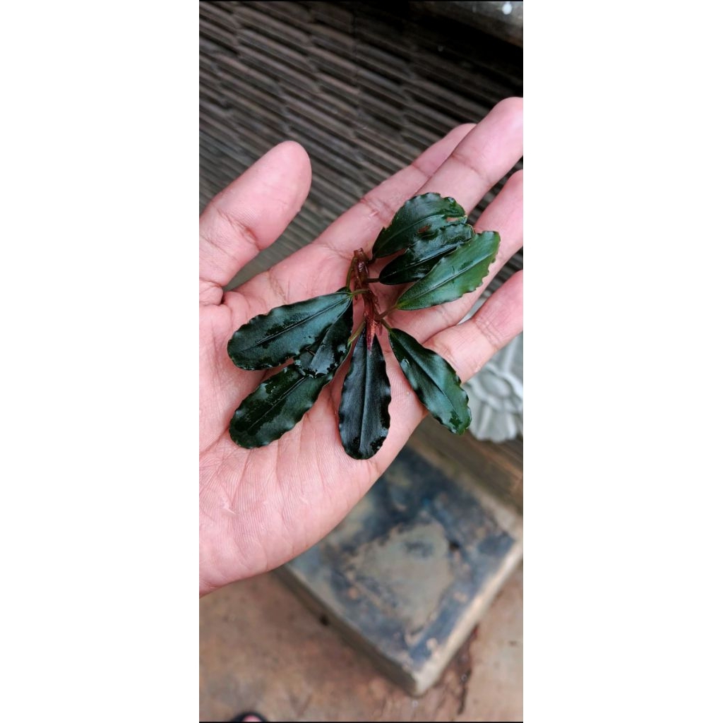 bucephalandra brownie ghost 2015