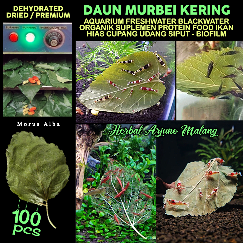 Daun Murbei Kering Pakan Makanan Protein Suplemen Udang Hias Siput Ikan Mas Nila Plecos Otocinclus B