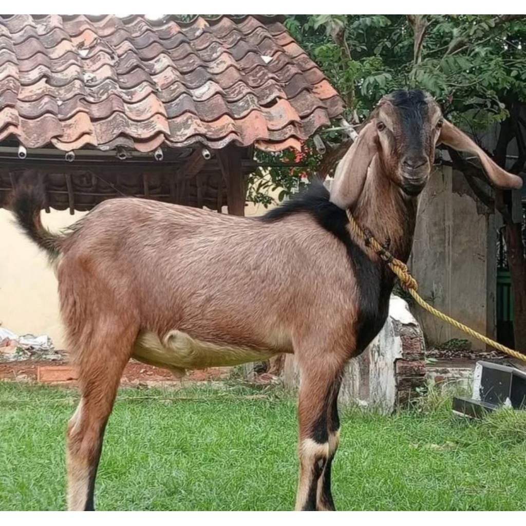 (baru harga dp) kambing  kurban domba kurban PE kacang hidup untuk qurban aqiqah siap kirim