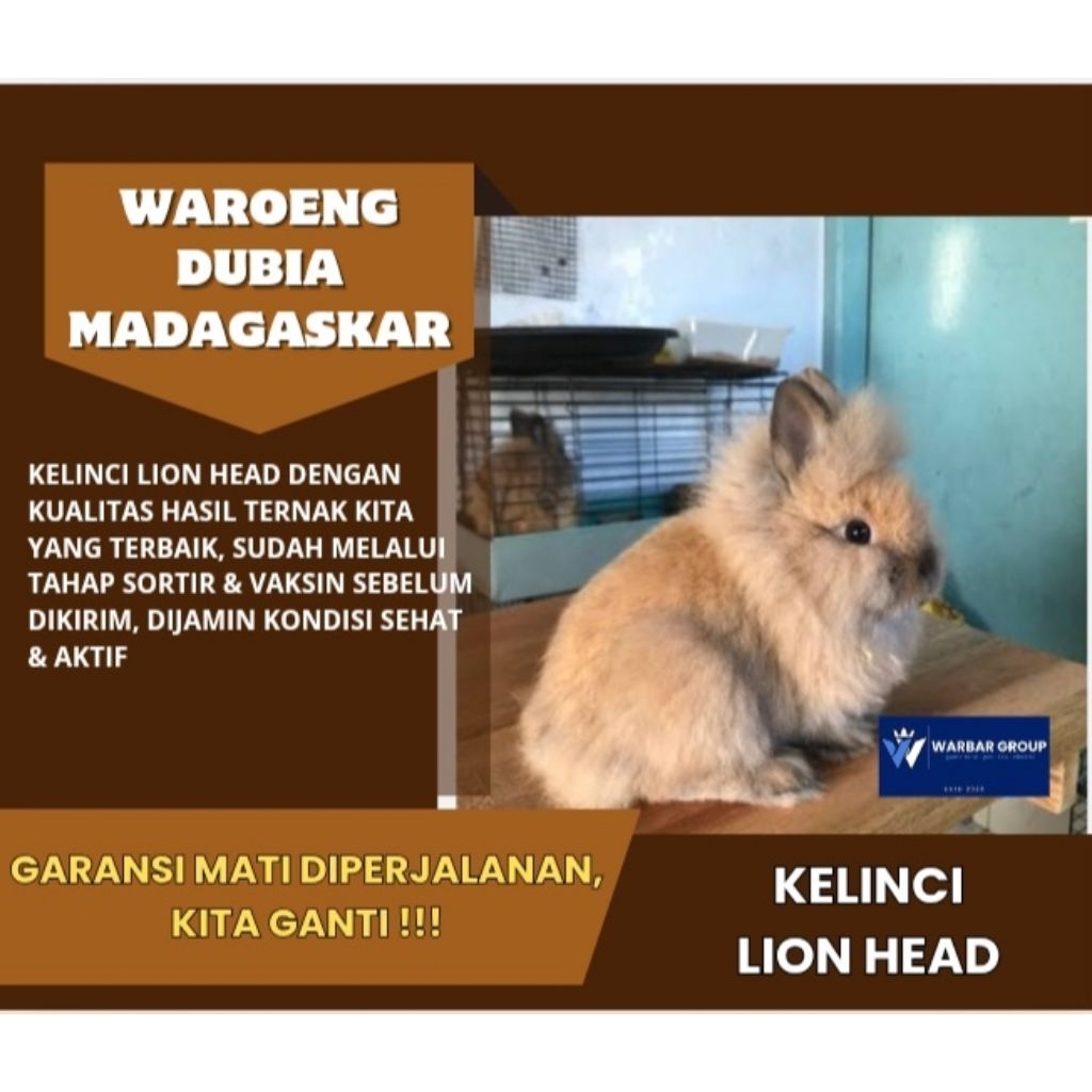 Kelinci hias lion head KUALITAS GRADE A ( GARANSI )