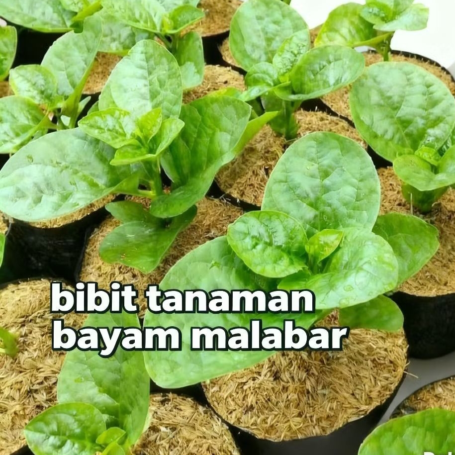 bibit sayuran bayam malabar beli 5 gratis 1