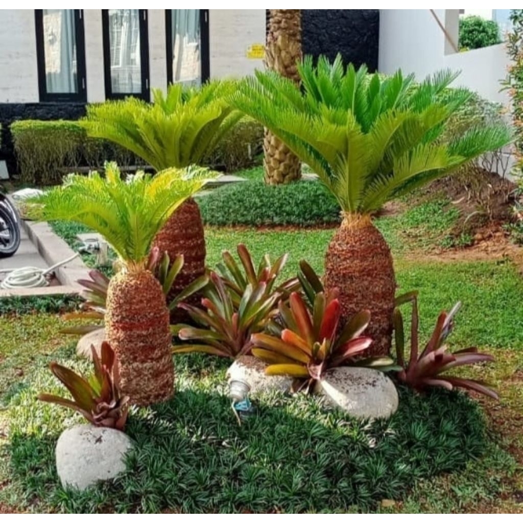 DEKORASI_TAMAN_BONSAI SIKAS