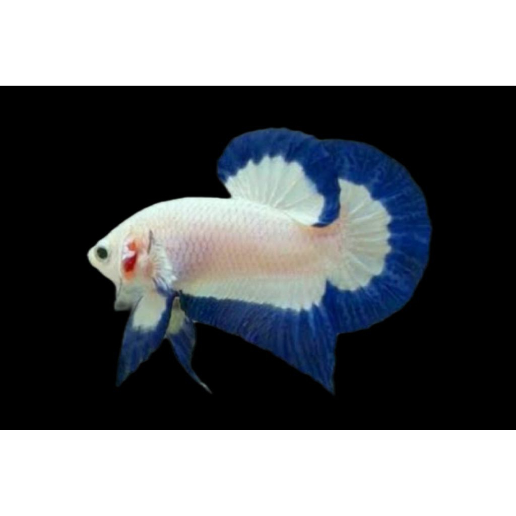 HIASAN AQUARIUM CUPANG PLAKAT BLUE RIM BUTTERFLY CLEAN SIZE INDUKAN 100% GARANSI