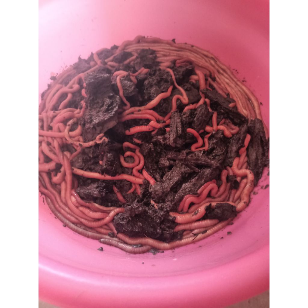 umpa segar cacing Nipah