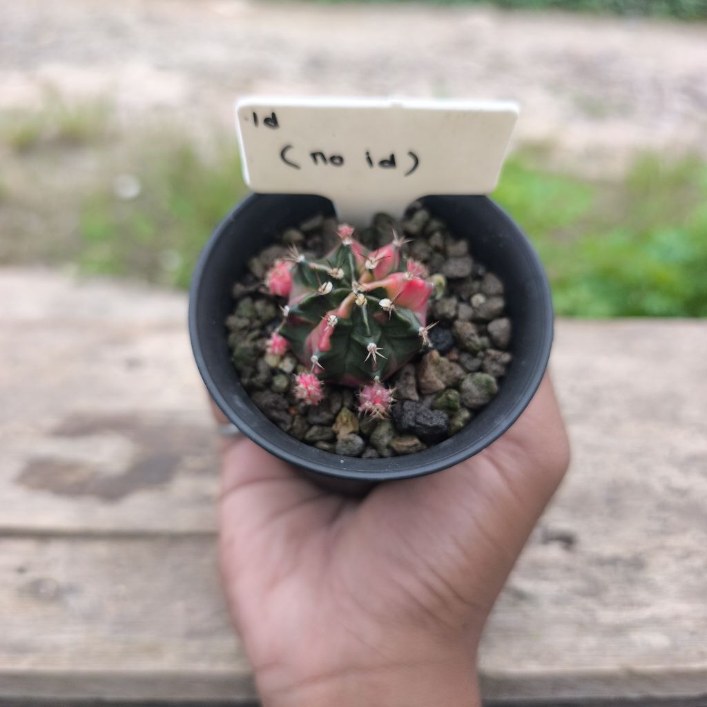 kaktus gymno no id