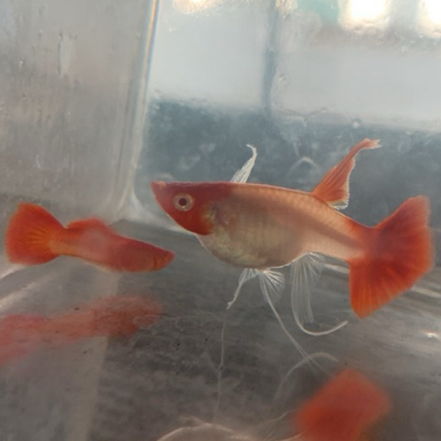 Guppy Albino Koi Ribbon Fin C