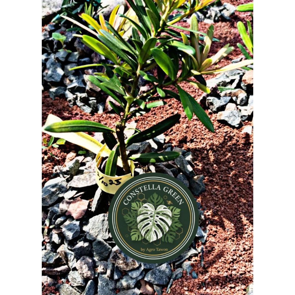 Bibit Lohansung Pucuk Merah – Bahan Bonsai Podocarpus Premium, Tanaman Hias Taman Elegan Akar Mapan 