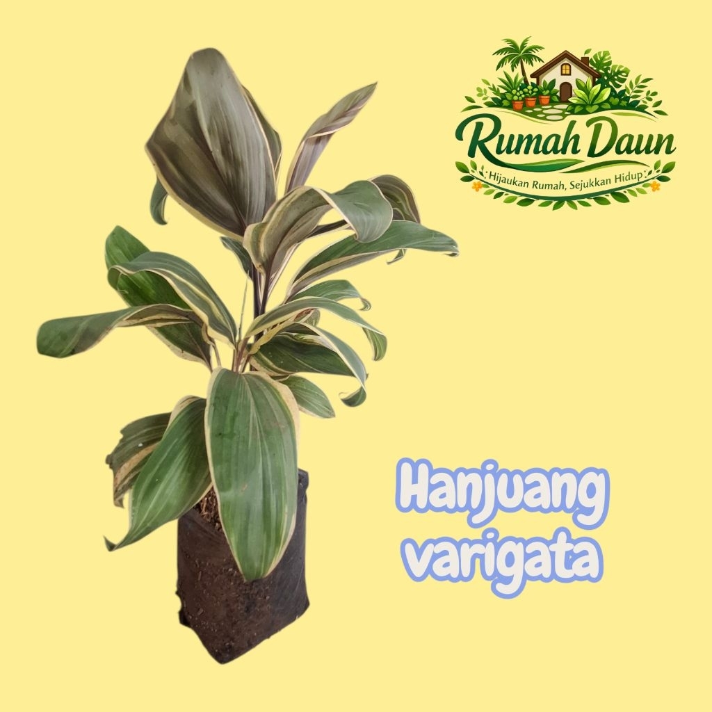 tanaman hias hanjuang varigata - hanjuang conelo