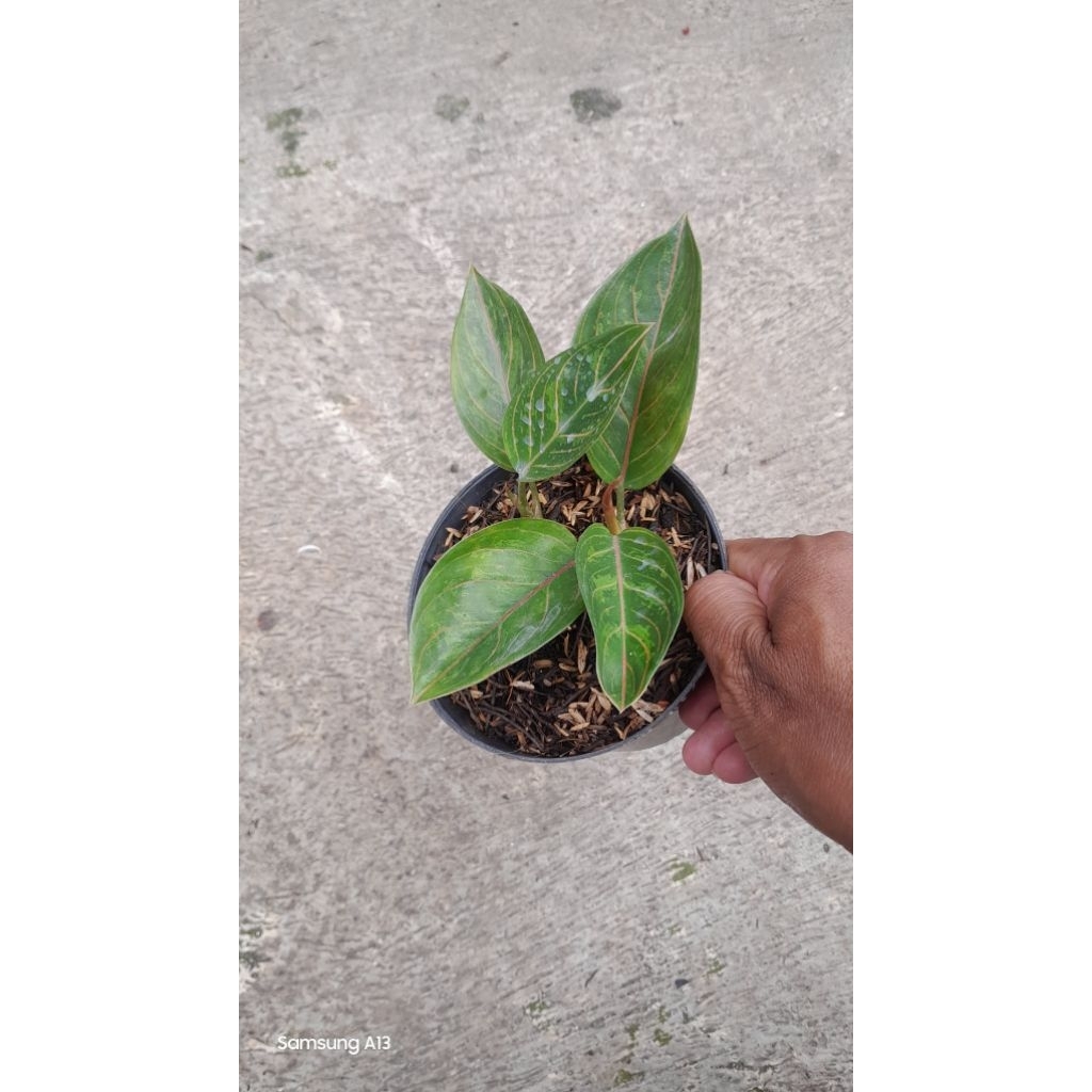 Aglonema KRESNA BLACK Rumpun 2 (Size Baby) (3)