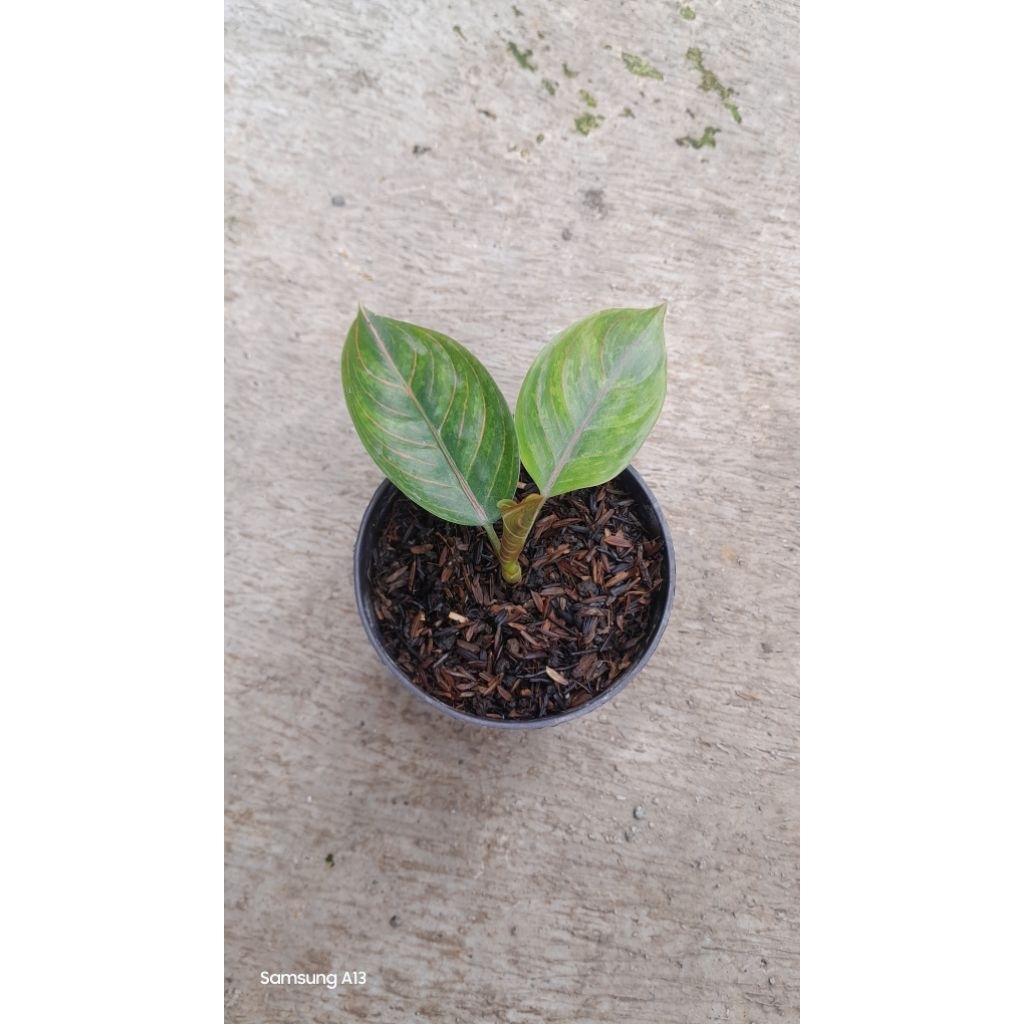 Aglonema Kresna Black (Size Baby Daun 3) (6)