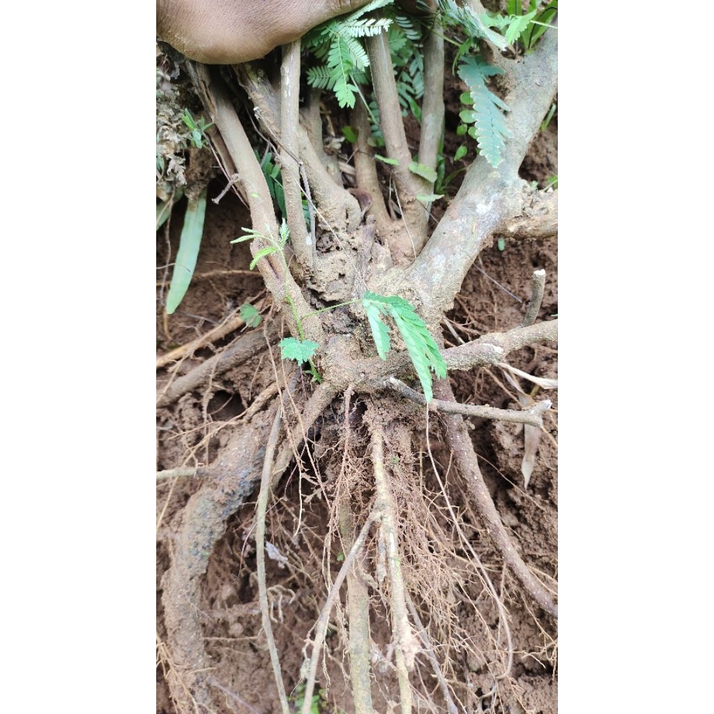 bahan bonsai Kaliandra lokal bunga merah realpic sesuai gambar