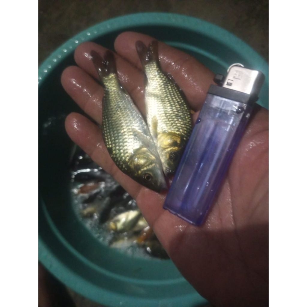 bibit ikan mas konsumsi