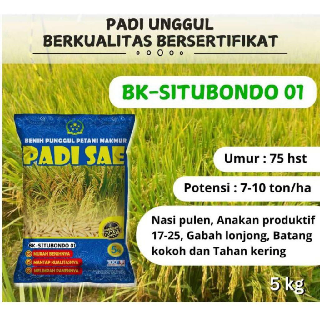 Benih padi BK Situbondo 01 label ungu 5 kg