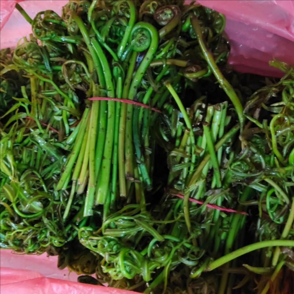 sayur pakis ki choi Sayur Pakis Ki Choi KiChoi Ki Choy KiChoy 1Ikat Pontianak Kalimantan Fresh