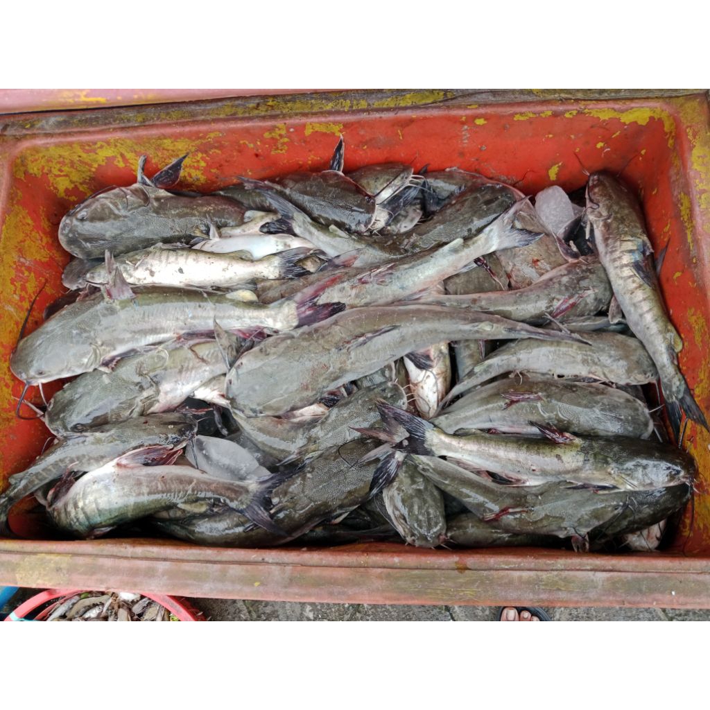 ikan segar fresh keting laut beli 2 grts 1