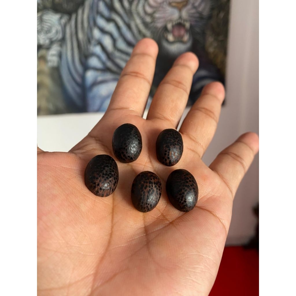 galih kayu pucang kalak macan lewung