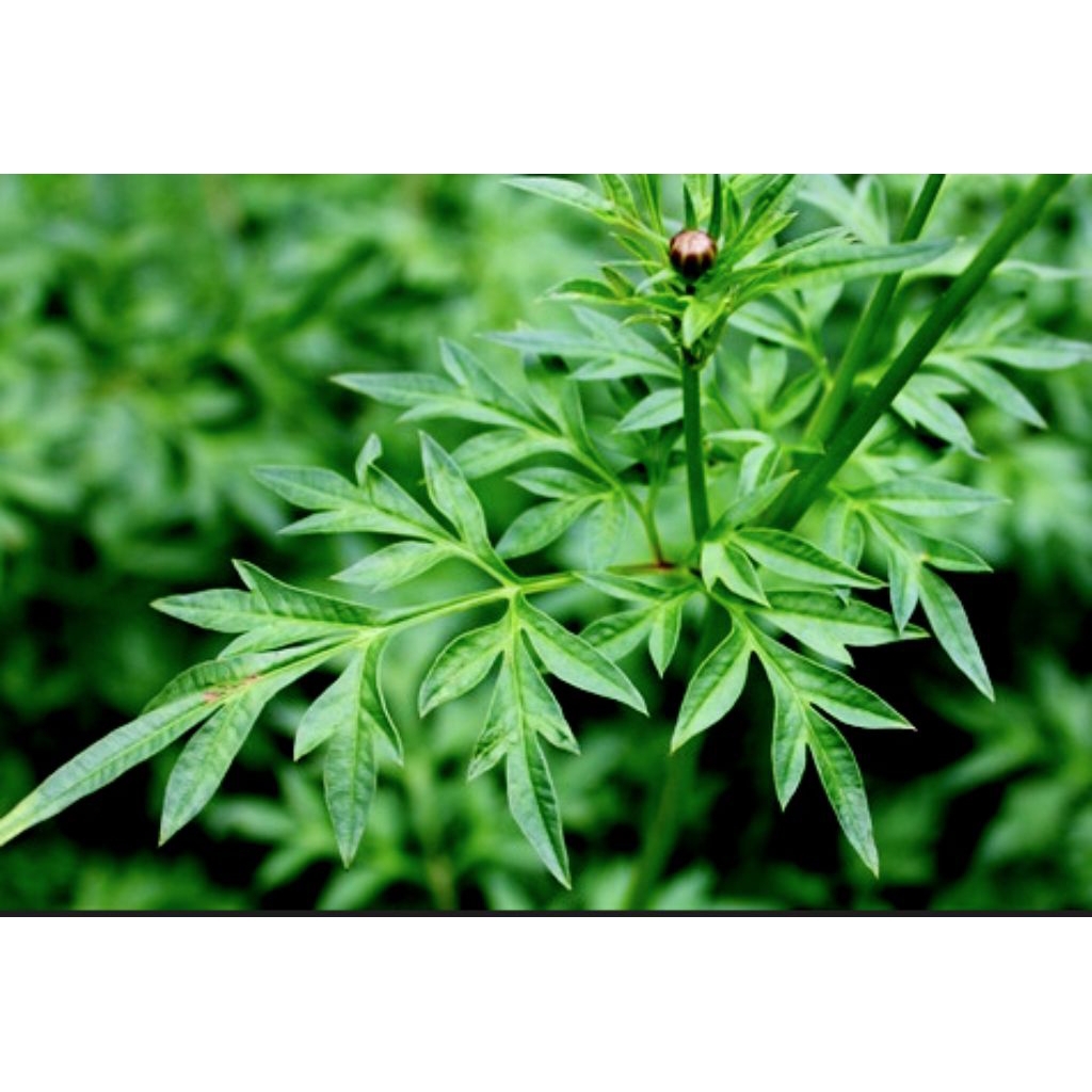 Benih Bibit Kenikir Bibit Benih Biji Tanaman Kenikir Lalap Lalapan Kenikir