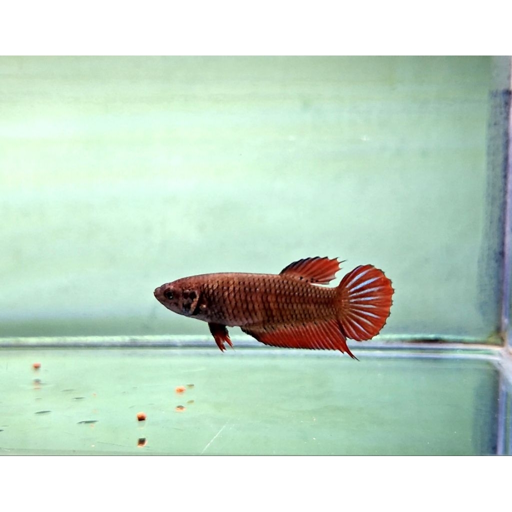 Wild Betta Splendens Red Size L & Wild Betta Splendens Yellow Size L