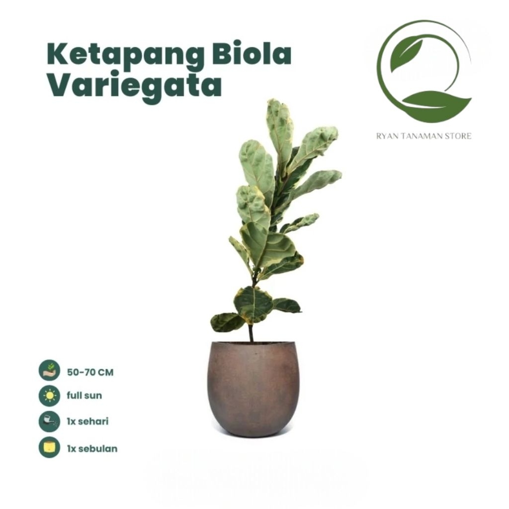Tanaman Hias Ketapang Biola Variegata - Ketapang Biola Cantik Tinggi 50-60 Cm