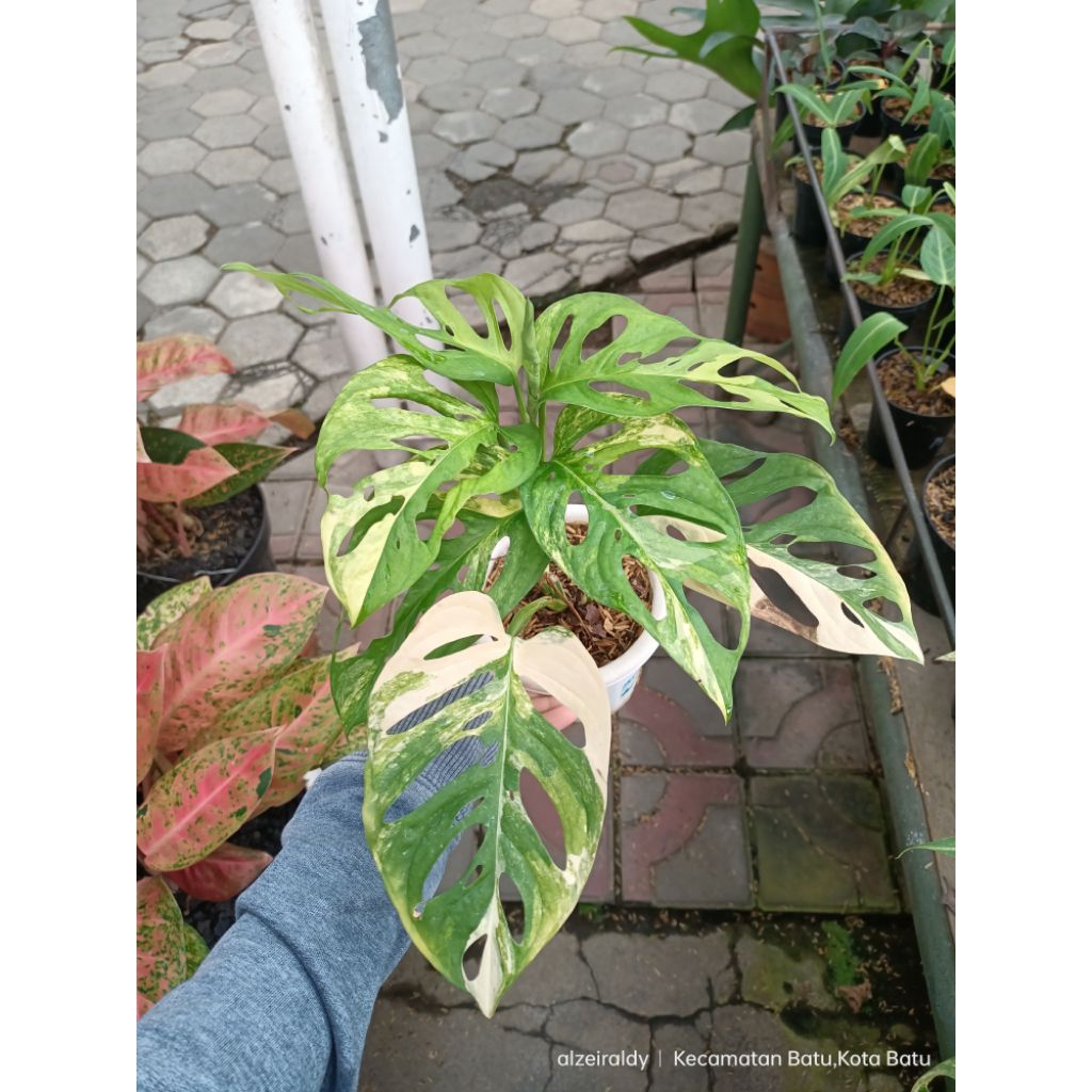 monstera kuning / monstera varigata