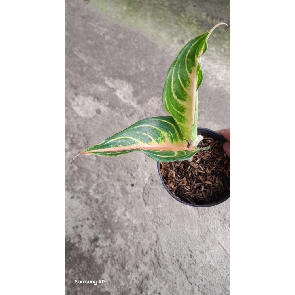 Aglaonema PINK SUNSET (Size Remaja Daun 2) (1)