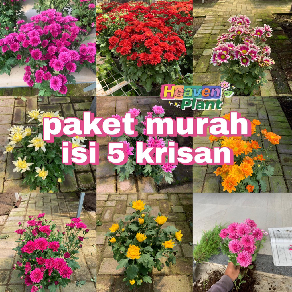 paket isi 5 warna bunga krisan - krisan berbunga - paket krisan - sudah berbunga - bunga krisan