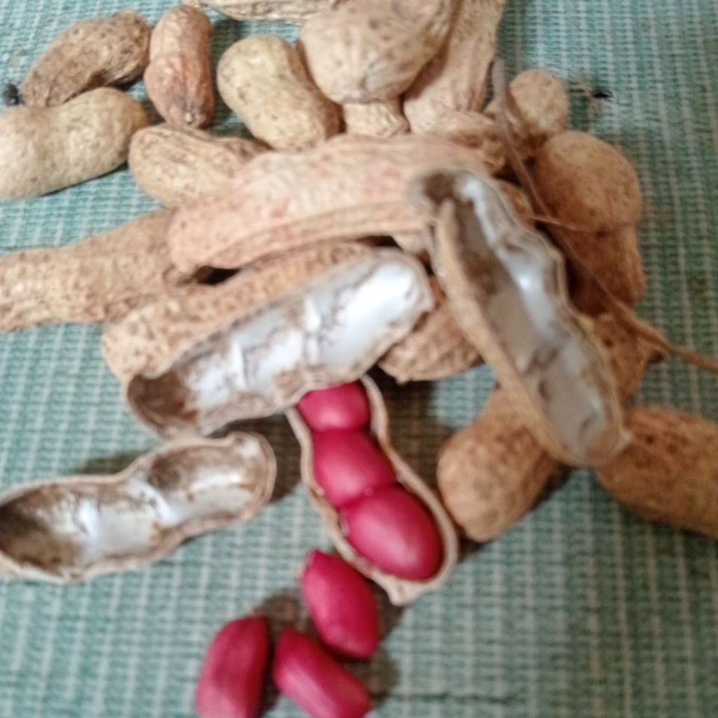 kacang tanah biji merah kacang tanah super besar