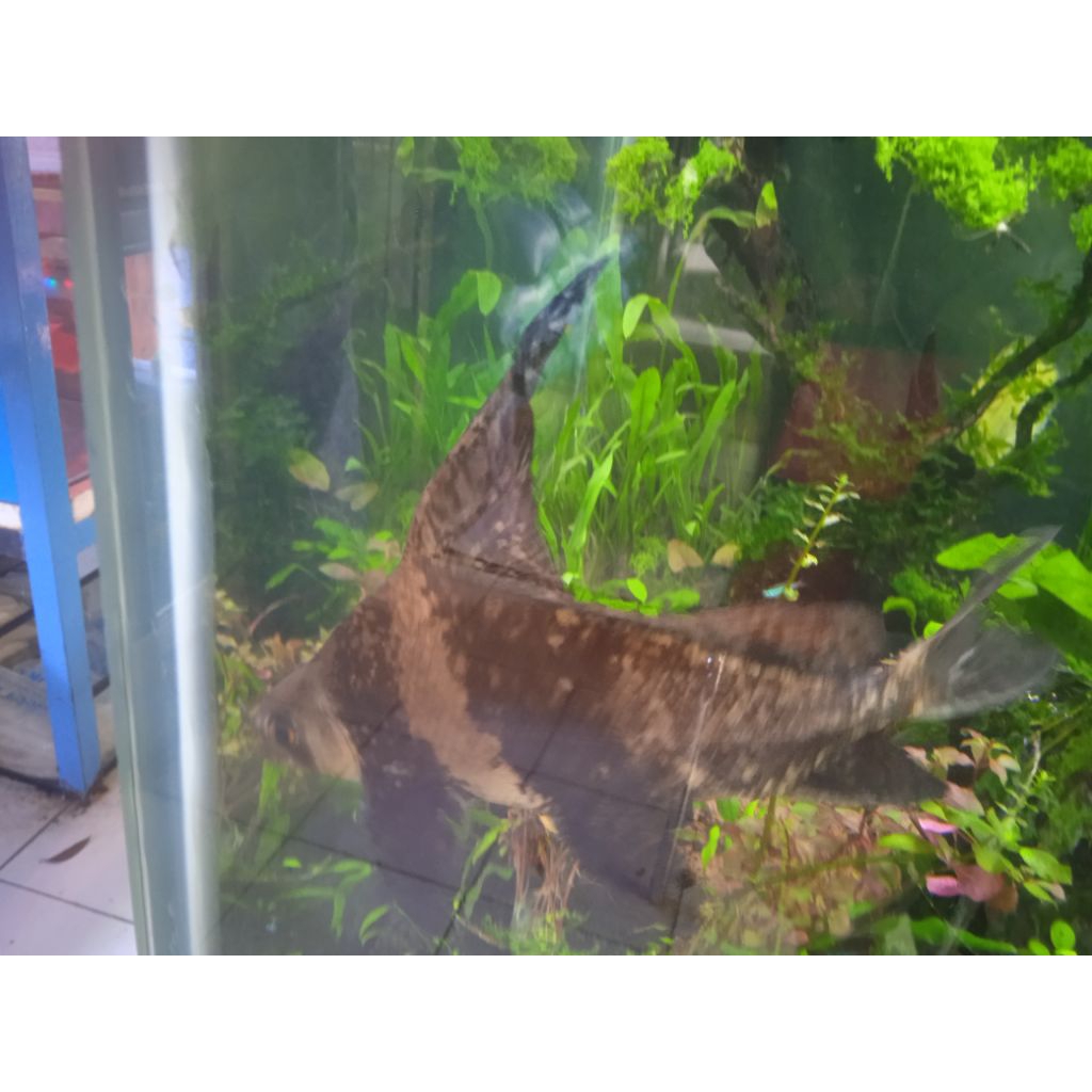 CHF chenes Higt Fin jumbo