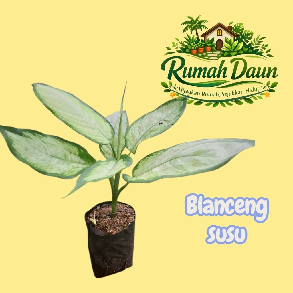 tanaman hias blanceng susu - blanceng susu