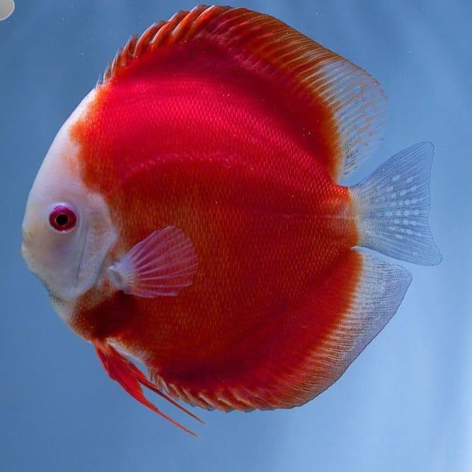Discus Red valentine / ikan discus merah / Discus Valentine / ikan hias /discus
