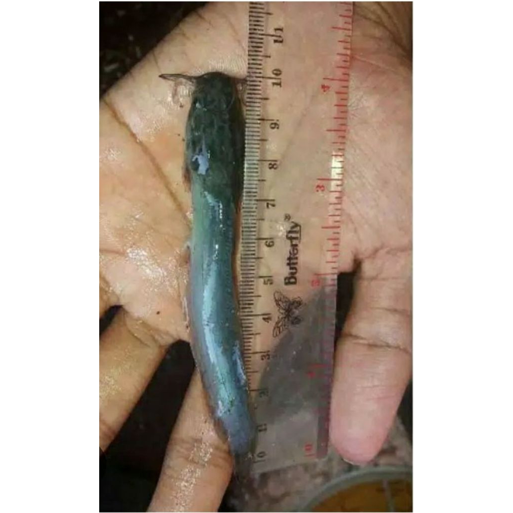 BIBIT LELE  DUMBO PANJANG 9-10 CM (isi 1000 ekor)