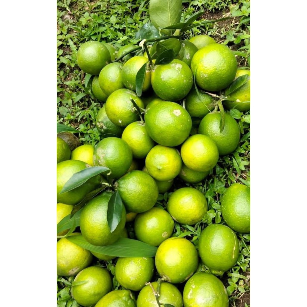 Jeruk lemon lokal segar 1kg