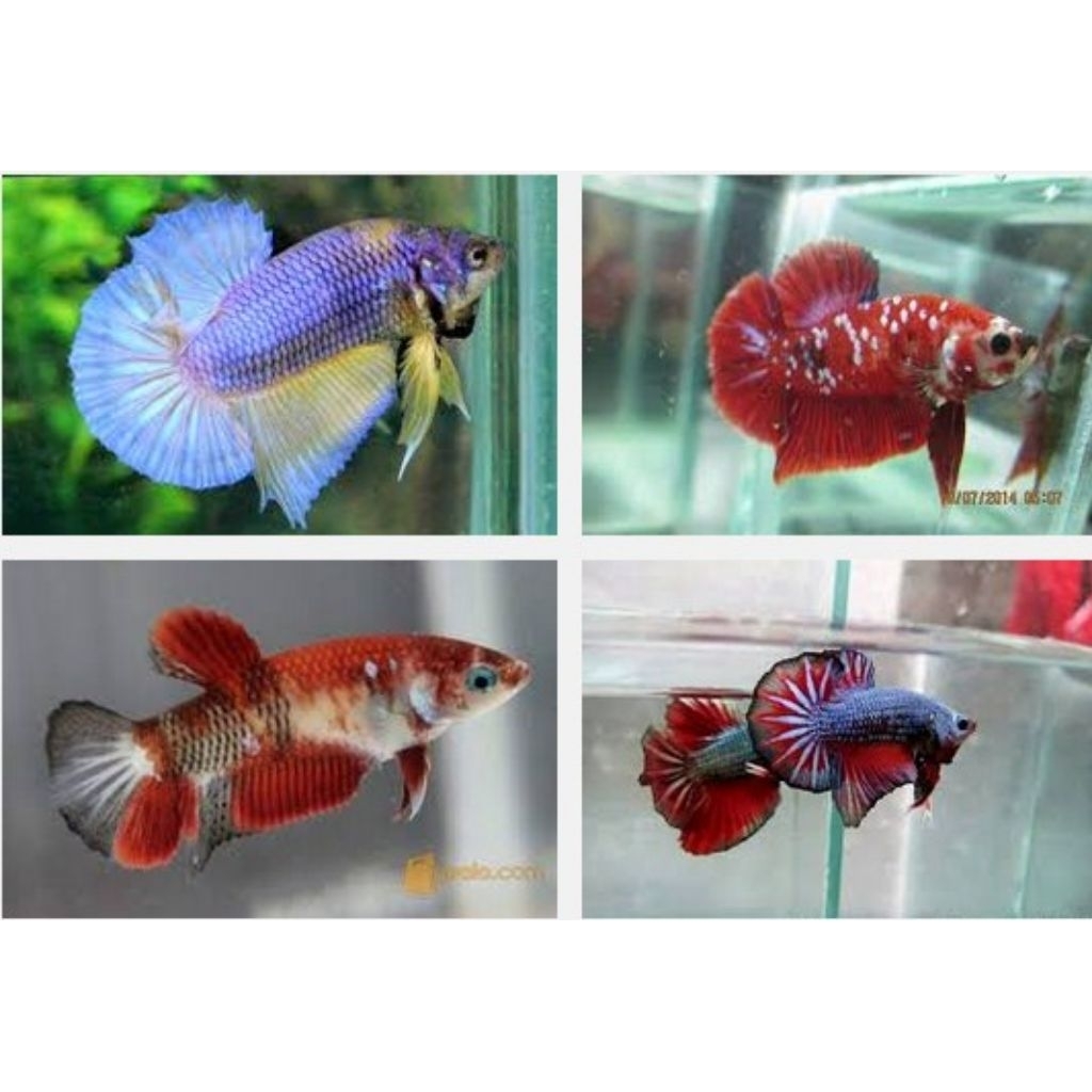 ikan cupang male random ikan cupang jantan random hiasan kamar hiasan aquarium hiasan aesthetic hias