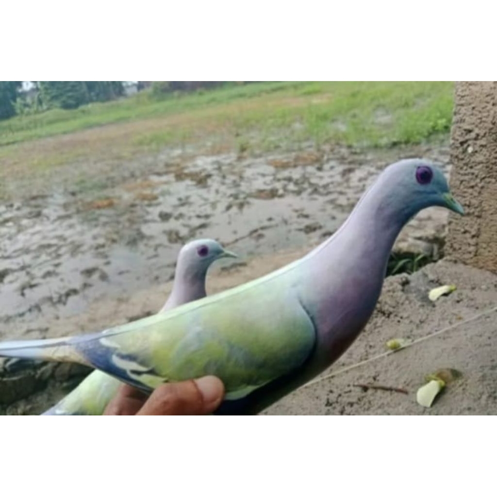 jontrot burung punai (walik jantan)