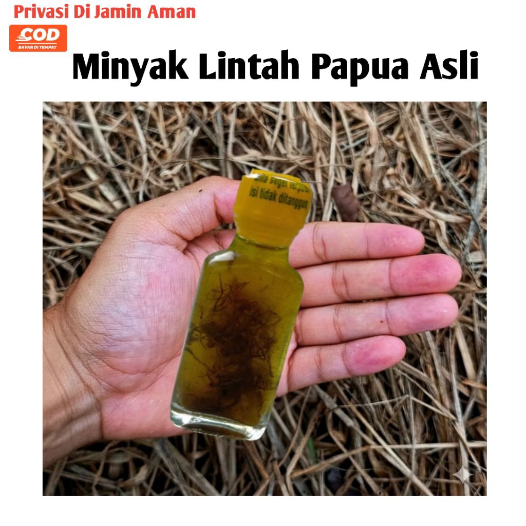 minyak lintah asli minyak lintah hitam papua asli