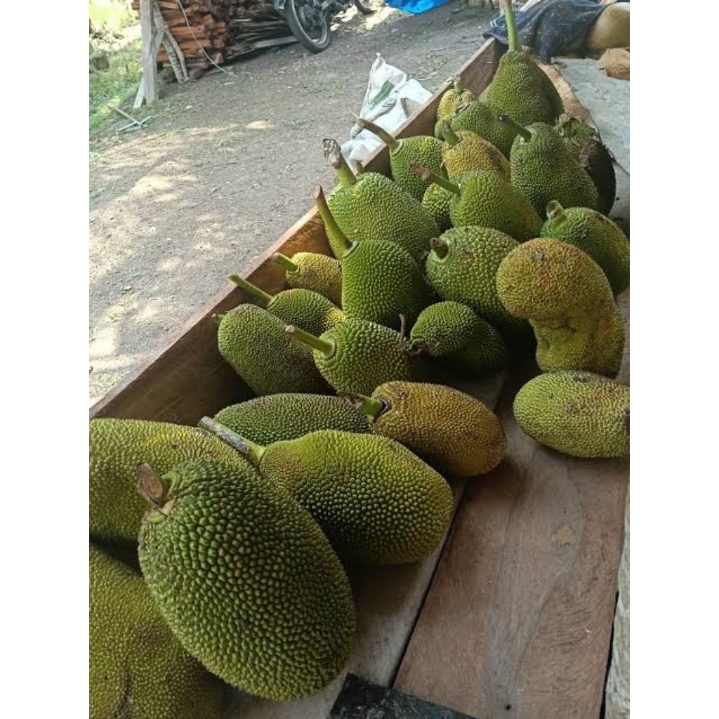 buah nangka gori / nangka muda / nangka sayur