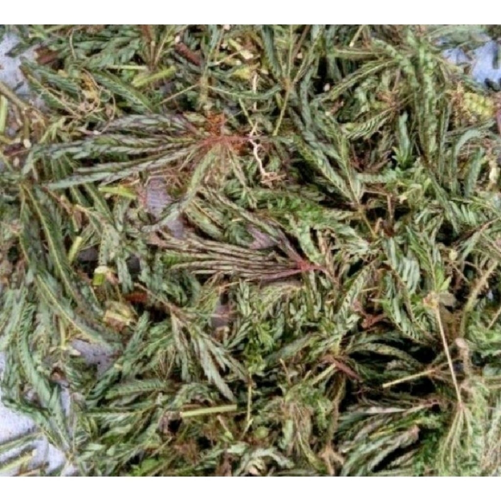 50 gr daun putri malu kering daun putri malu daun kering