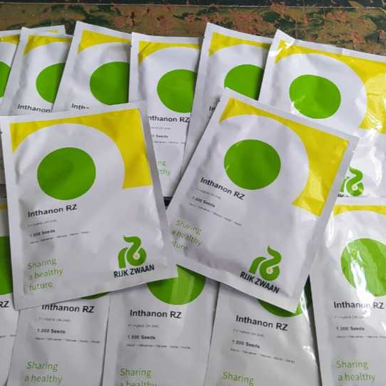 Inthanon 100 seed Benih melon Rijk zwaan