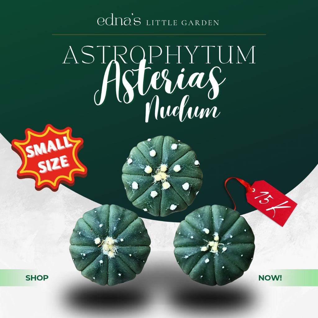 Astrophytum Asterias var. Nudum [SMALL SIZE]