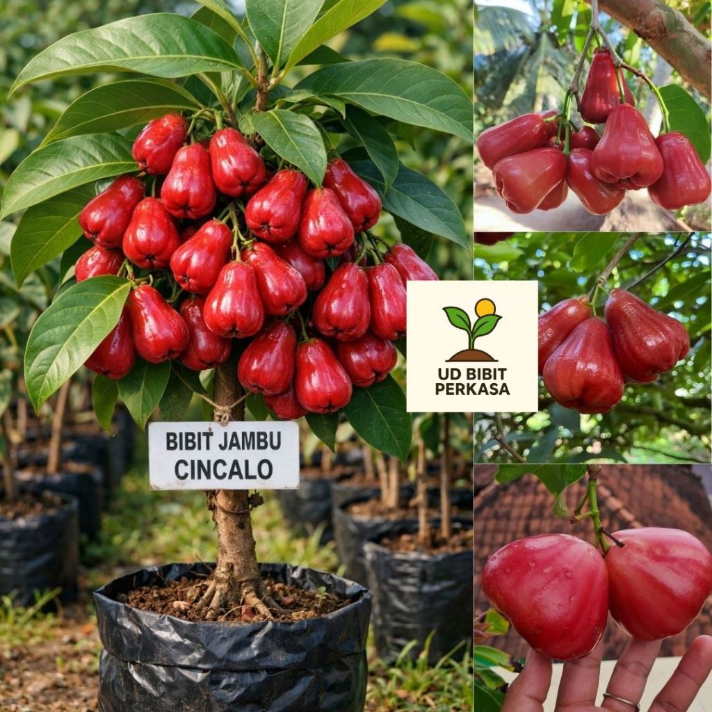 Bibit Jambu Air Cincalo Apel Merah Batang Besar , Manis , Siap Berbuah