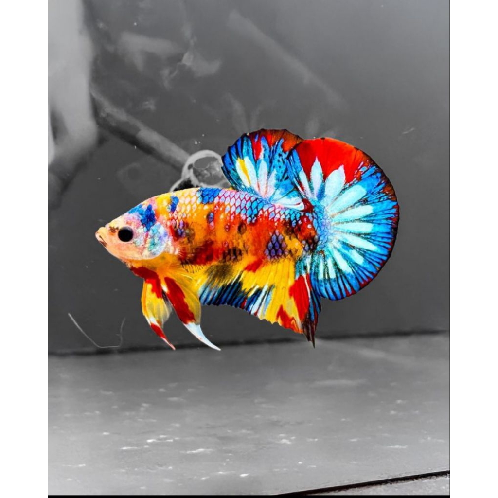 Cupang multicolor sepasang Top grade