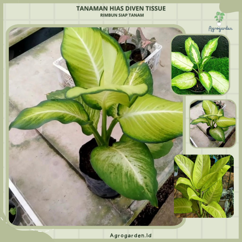 Tanaman Hias Diven Tisu Bangkok - bunga aglonema diven tisue - Aglonema Diven Tisu/ Diven Tissue